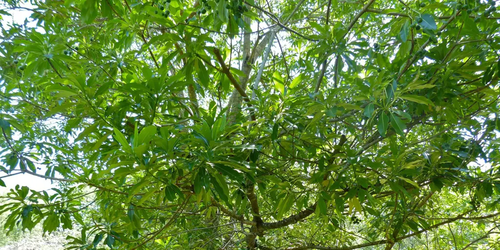 Los botánicos cambian el nombre de cientos de plantas por racismo, la primera vez desde Linneo