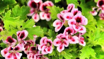Popular 79p kitchen spice is a gardening 'game-changer' - and blooms geraniums