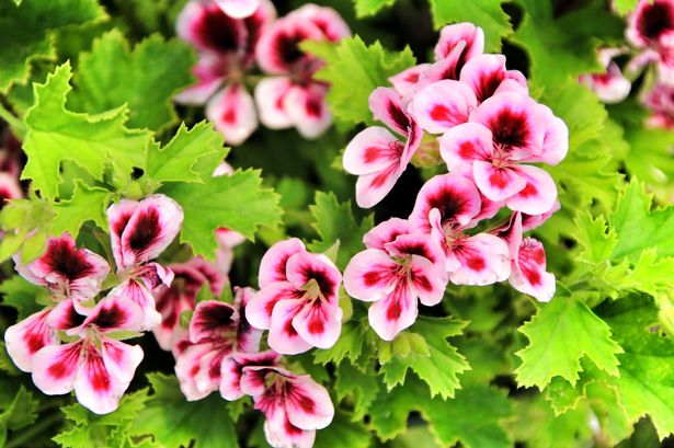 Popular 79p kitchen spice is a gardening 'game-changer' - and blooms geraniums