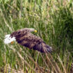 Pygargue à queue blanche : un chasseur condamné, deux personnes jugées en août pour destruction de rapaces protégés