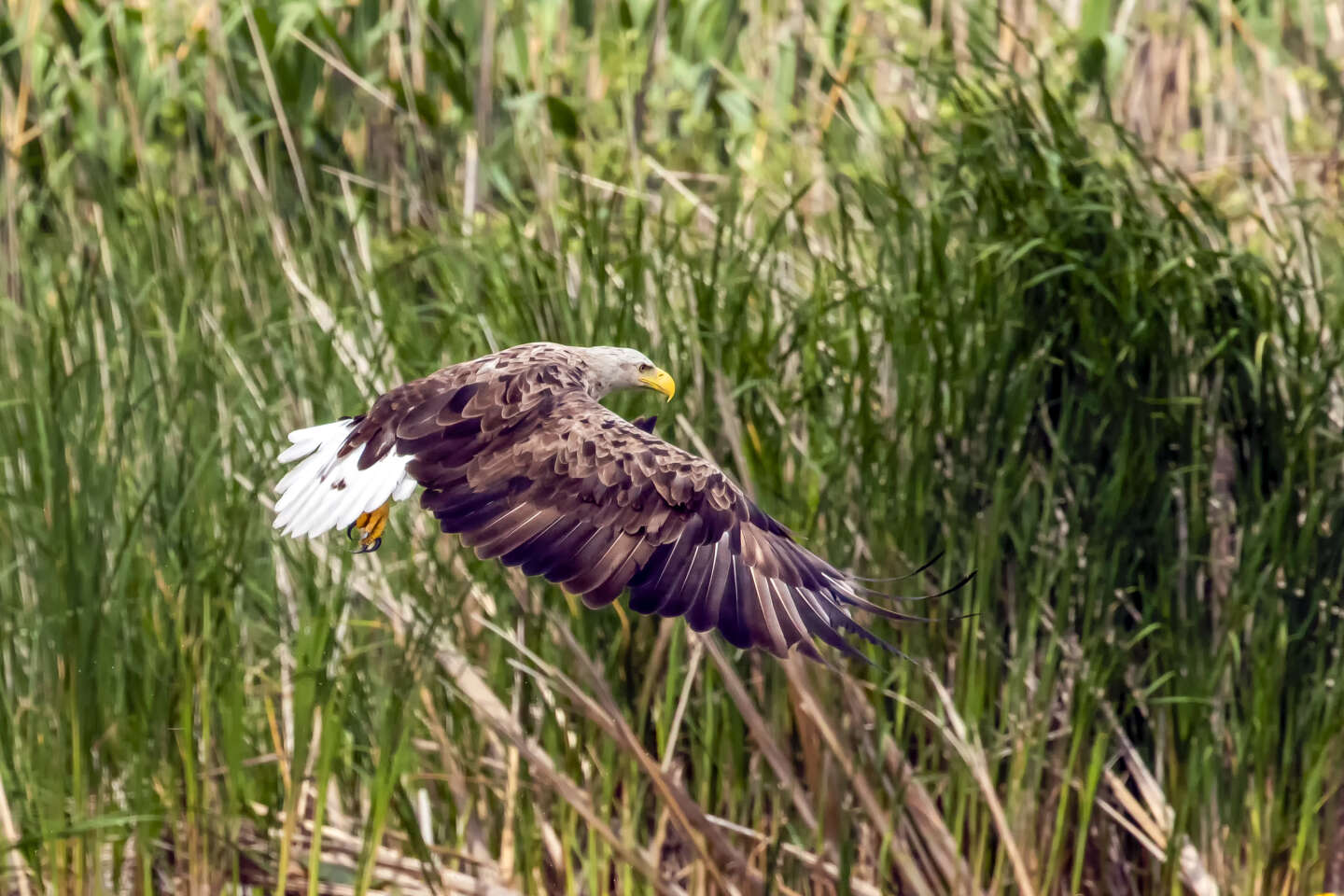 Pygargue à queue blanche : un chasseur condamné, deux personnes jugées en août pour destruction de rapaces protégés