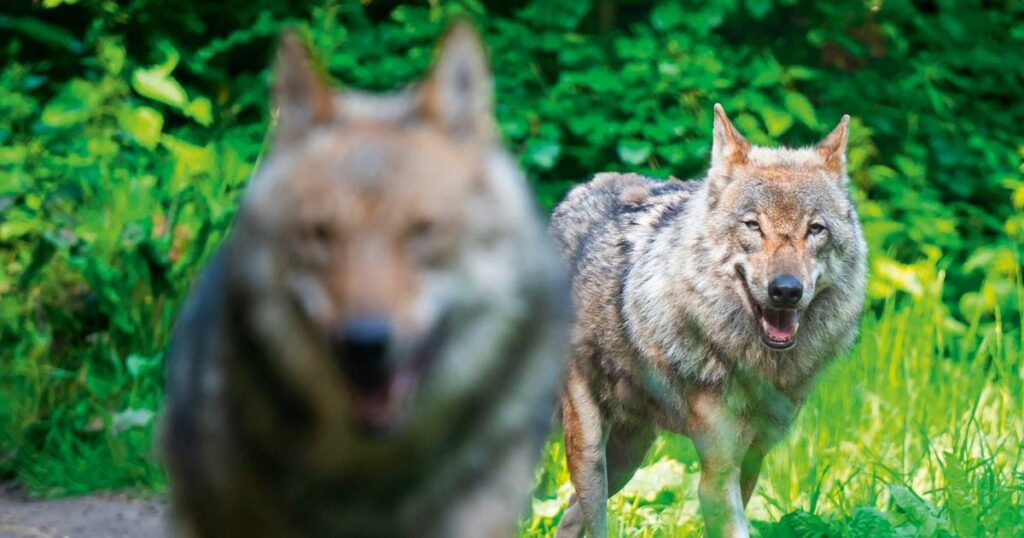 Qui du chien ou du loup est le plus dangereux ?