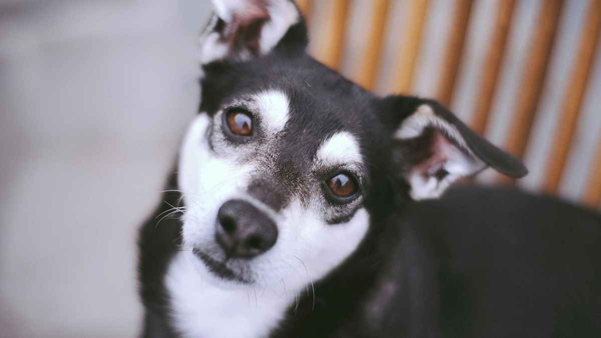 Si les chiens reconnaissent aussi bien nos émotions, c'est grâce à l'évolution