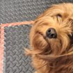 Sí, los perros pueden oler tu estrés... Y afecta a su comportamiento
