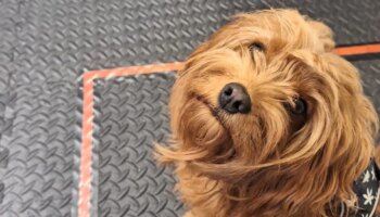 Sí, los perros pueden oler tu estrés... Y afecta a su comportamiento