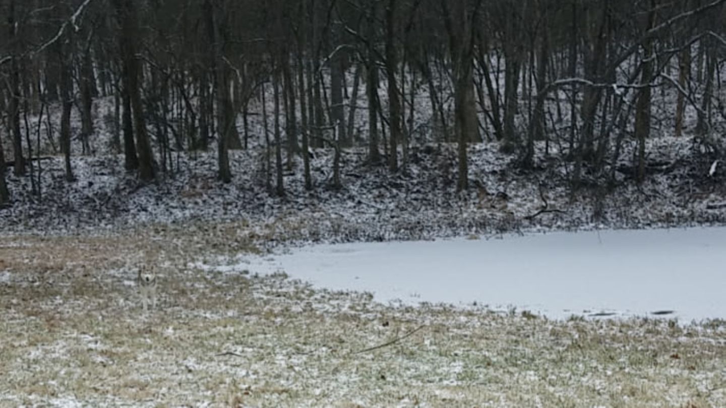 Suchbild: Augentest: Schaffen Sie es den perfekt getarnten Husky zu finden?