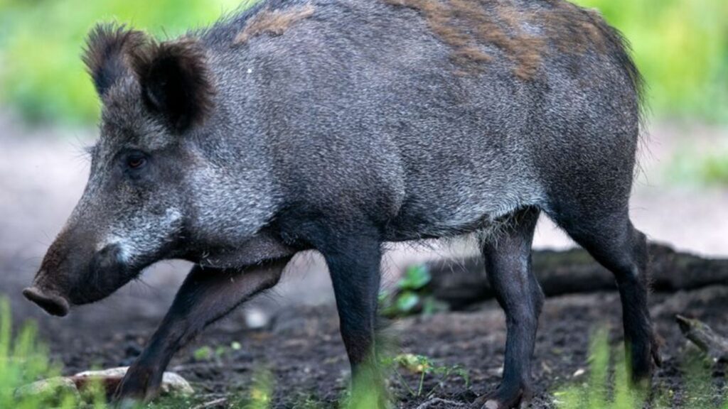 In Rheinland-Pfalz sind bislang fünf Fälle bekannt. (Symbolbild) Foto: Jens Büttner/dpa