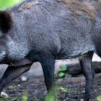 In Rheinland-Pfalz sind bislang fünf Fälle bekannt. (Symbolbild) Foto: Jens Büttner/dpa