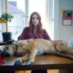 [Trailer] “Le Procès du chien”, un premier film mordant pour Laetitia Dosch