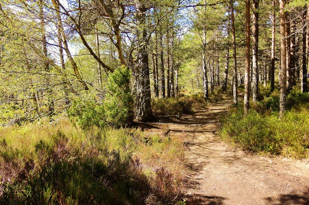 'UK's most beautiful boardwalk' with lush forest, waterfalls and old market town