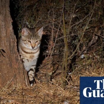 ‘Like the devil on meth’: New Zealand feral cat killing competition produces record haul