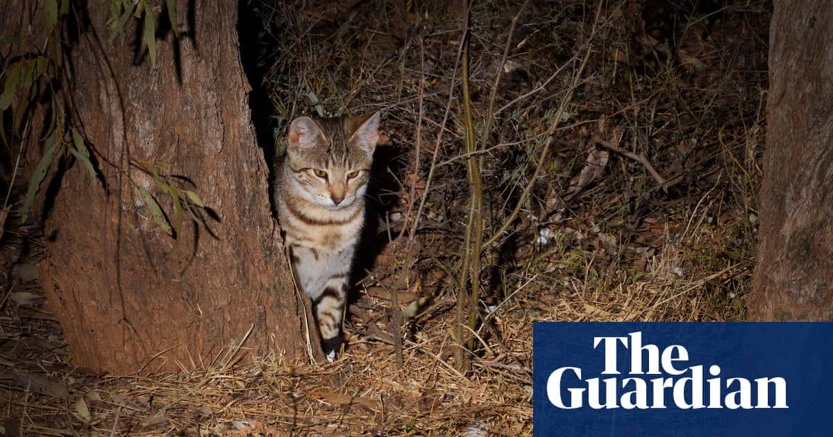 ‘Like the devil on meth’: New Zealand feral cat killing competition produces record haul