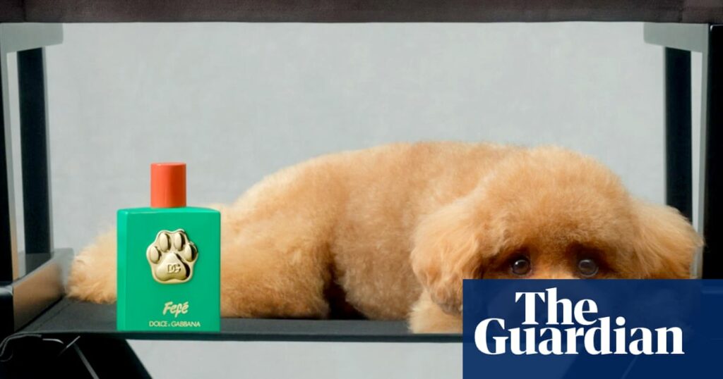 ‘Delicate, authentic, charismatic’: Dolce & Gabbana launch €99 perfume for dogs