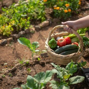 Comment créer un jardin potager en été ?