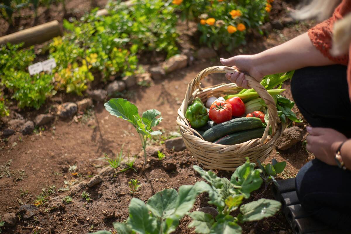 Comment créer un jardin potager en été ?