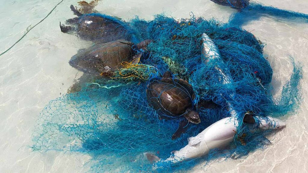 Umweltverschmutzung: Forschende entdecken plastikfressenden Pilz