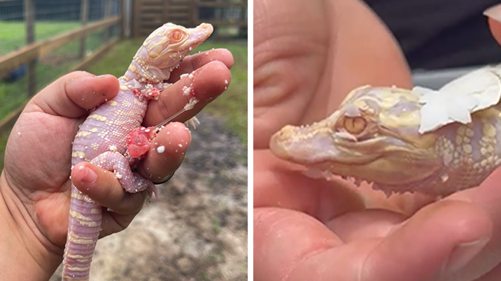 Rare albino alligator hatches in Florida: 'Estimated 100 to 200 in the world'