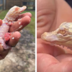 Rare albino alligator hatches in Florida: 'Estimated 100 to 200 in the world'