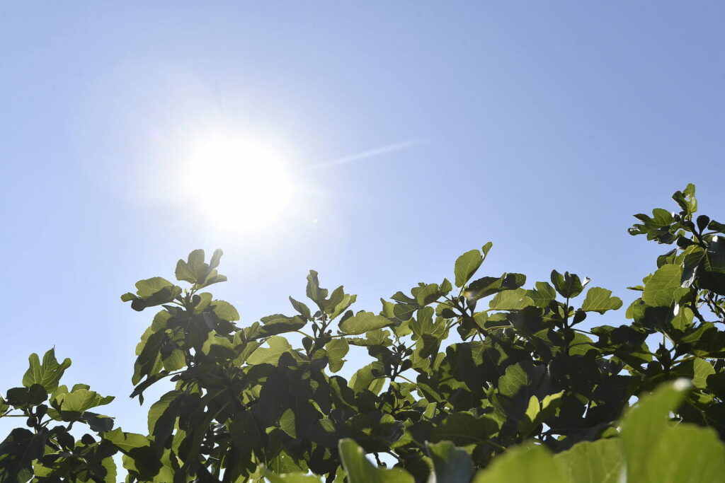 Canicule : fin de l'alerte, de nouvelles fortes chaleurs attendues mercredi