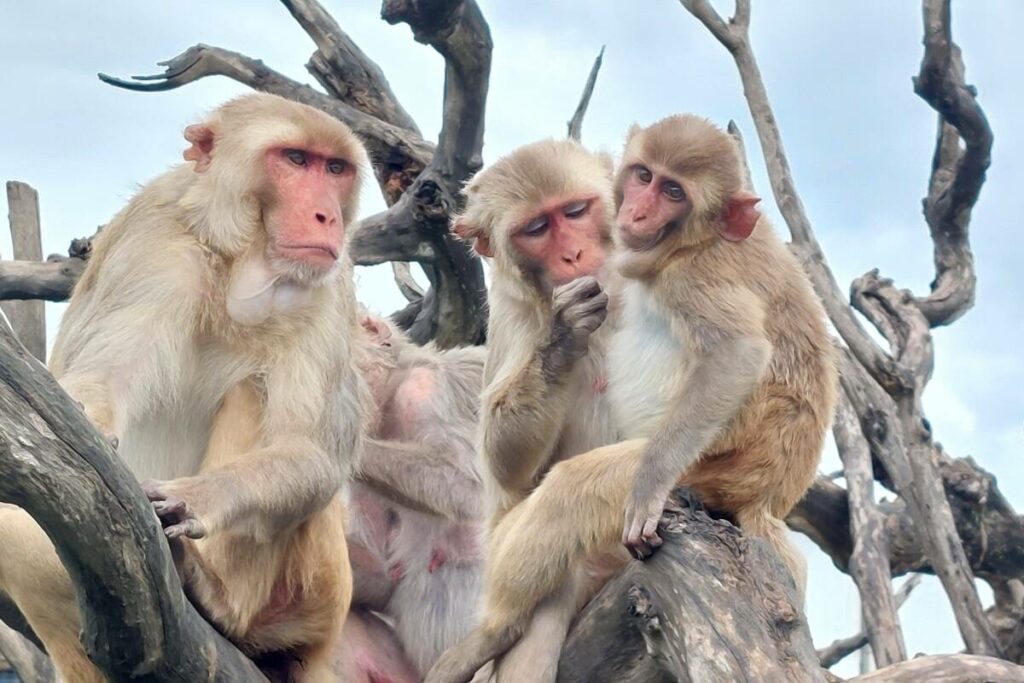 Ce que des macaques touchés par un ouragan nous apprennent des supposées « lois de la nature »