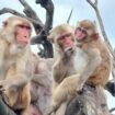 Ce que des macaques touchés par un ouragan nous apprennent des supposées « lois de la nature »