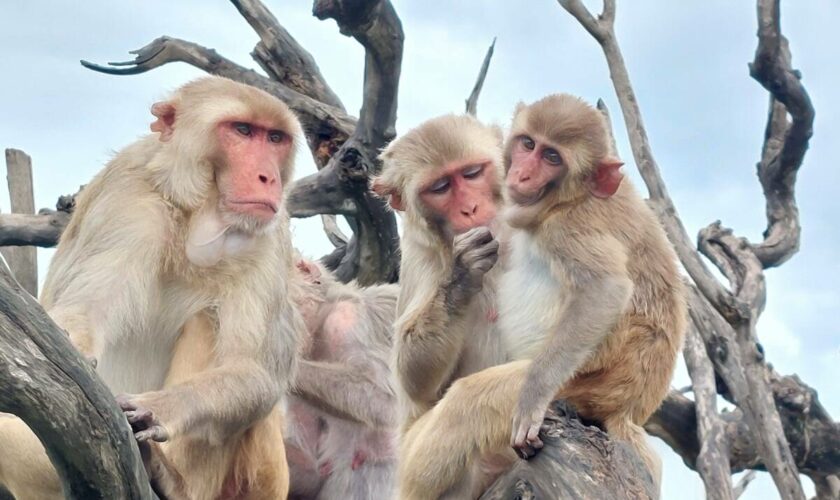 Ce que des macaques touchés par un ouragan nous apprennent des supposées « lois de la nature »