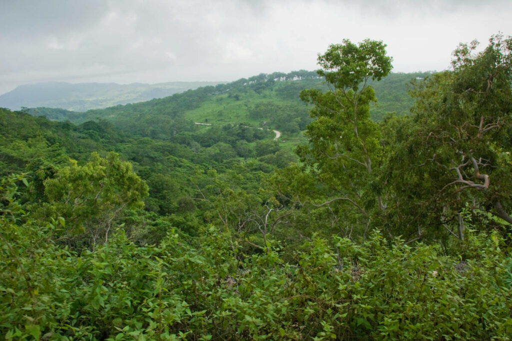 « Cinq Jours au Timor », de Morgan Segui : la montagne tragique