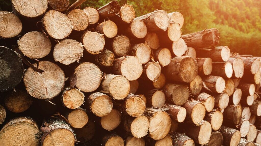 Holz plötzlich klimaschädlich – Bundesregierung plant CO2-Abgabe