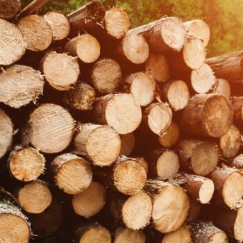 Holz plötzlich klimaschädlich – Bundesregierung plant CO2-Abgabe