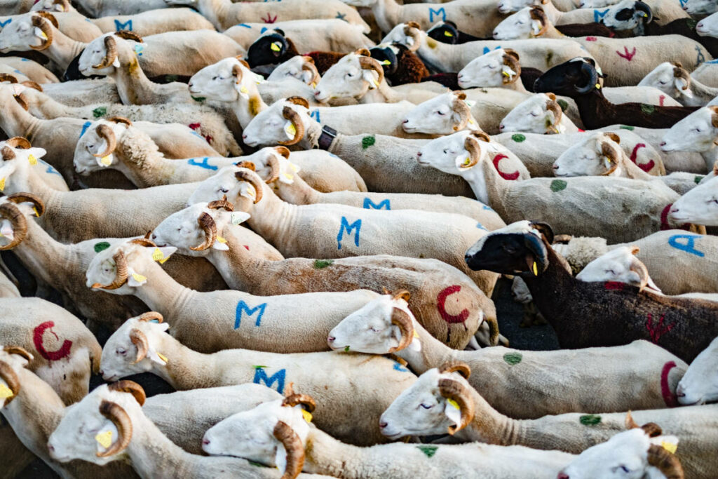 L’Etat annonce prendre en charge les frais vétérinaires pour la vaccination des troupeaux de moutons contre une nouvelle fièvre