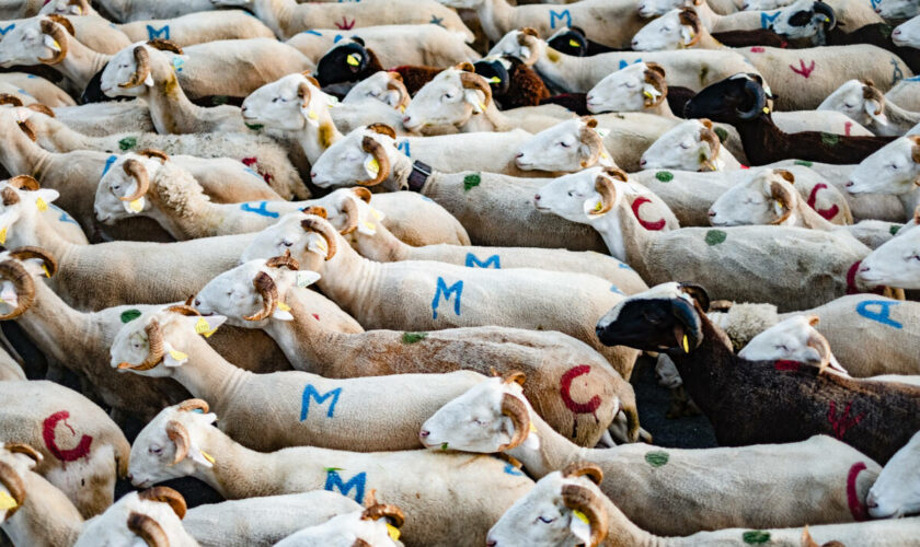 L’Etat annonce prendre en charge les frais vétérinaires pour la vaccination des troupeaux de moutons contre une nouvelle fièvre