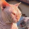 'Bullycats are happy and healthy... just like any other pet': Woman who breeds the controversial hairless felines insists they are NOT 'animal abusers' after warnings from vets over 'horrifying' trend that causes serious health issues