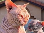 'Bullycats are happy and healthy... just like any other pet': Woman who breeds the controversial hairless felines insists they are NOT 'animal abusers' after warnings from vets over 'horrifying' trend that causes serious health issues