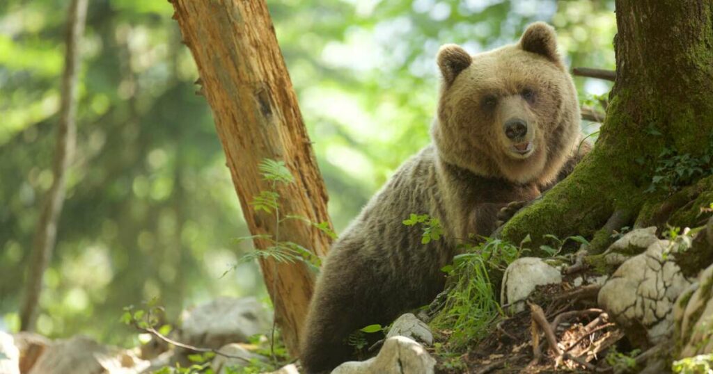 Peur sur la ville : en Slovaquie, la chasse à l’ours est lancée