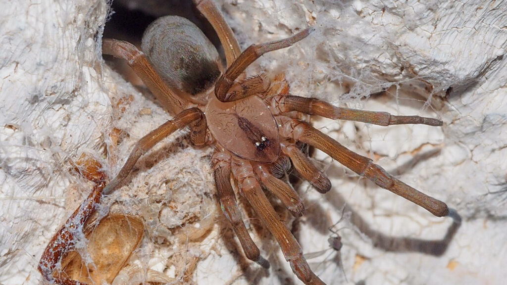 Une araignée violoniste cause la mort d’un Italien, quelques semaines après sa morsure dans son jardin