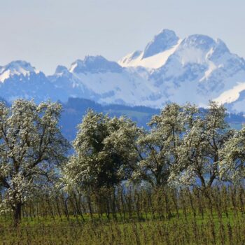 Naturschutz: Umstrittenes EU-Renaturierungsgesetz tritt in Kraft