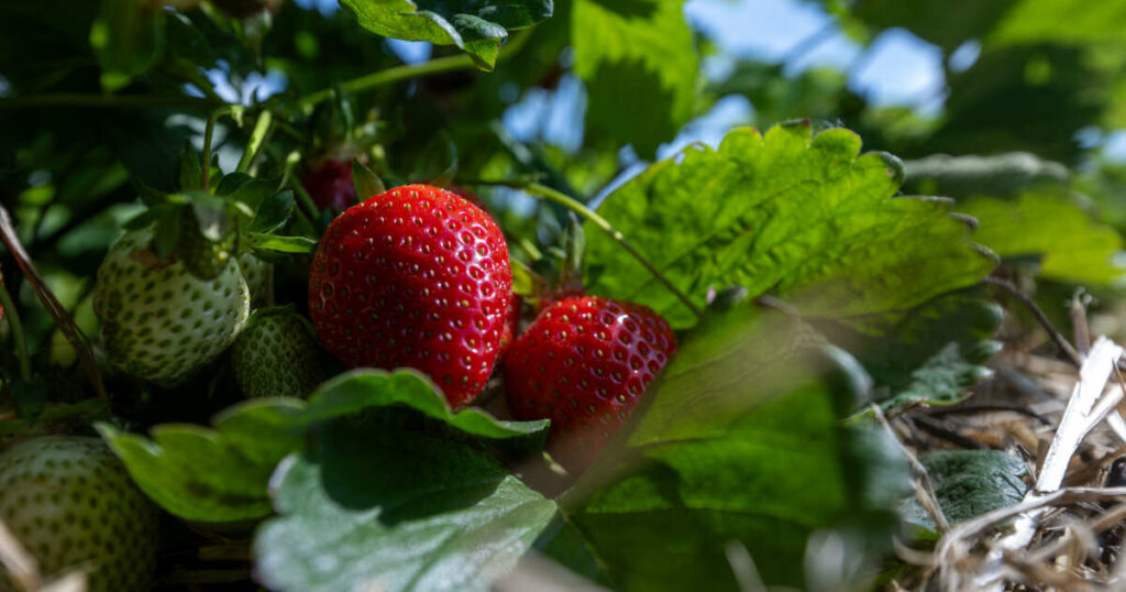 La météo extrême pèse sur la récolte des pommes, du raisin et des fraises européennes