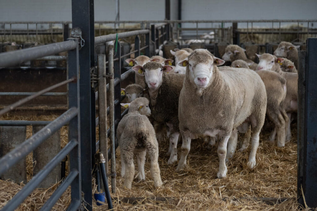 Fièvre catarrhale ovine : 190 foyers confirmés en France