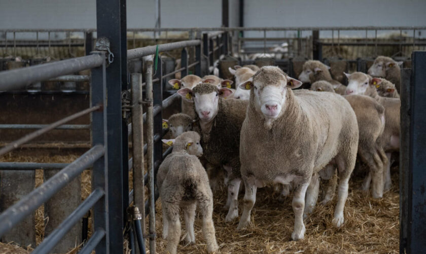 Fièvre catarrhale ovine : 190 foyers confirmés en France