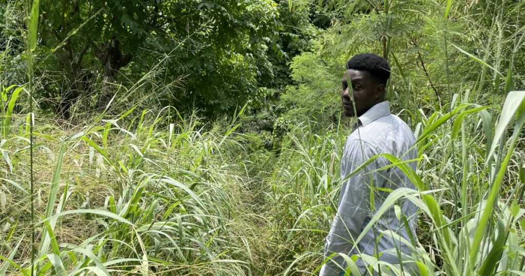 À Sao Tomé, sur les traces des plus anciens domaines sucriers esclavagistes