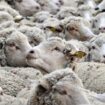 Deux foyers de fièvre catarrhale ovine (FCO), ou maladie de la langue bleue, ont été détectés récemment en Saône-et-Loire et deux autres ont été relevés dans la Nièvre