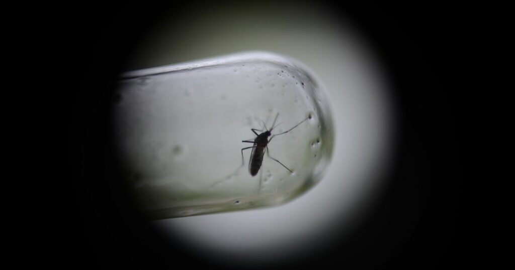 Un moustique vecteur de la dengue