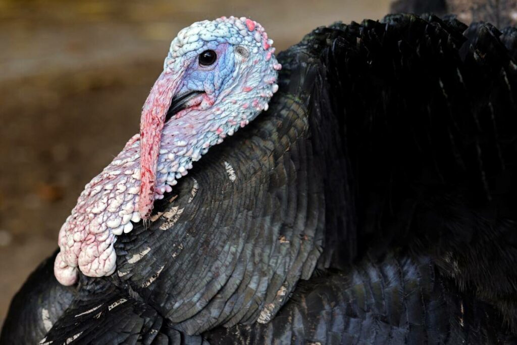 Grippe aviaire : un second foyer détecté en France, dans le Morbihan