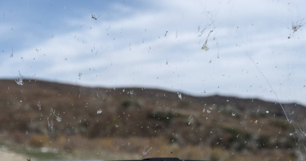 Biodiversité : «l’effet pare-brise», indicateur d’une disparition massive et inquiétante des insectes