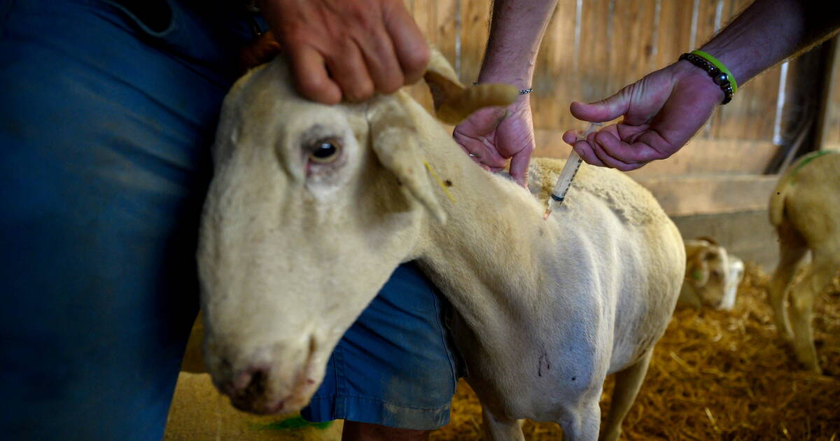 Fièvre catarrhale ovine : la «maladie de la langue bleue» présente dans 41 foyers de 6 départements du nord de la France