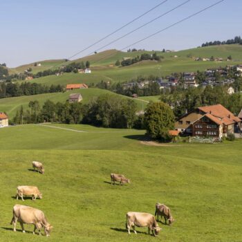 REPORTAGE. "C'est fini, je ne peux plus" : une association suisse propose d'accompagner les éleveurs qui ne veulent plus exploiter des animaux