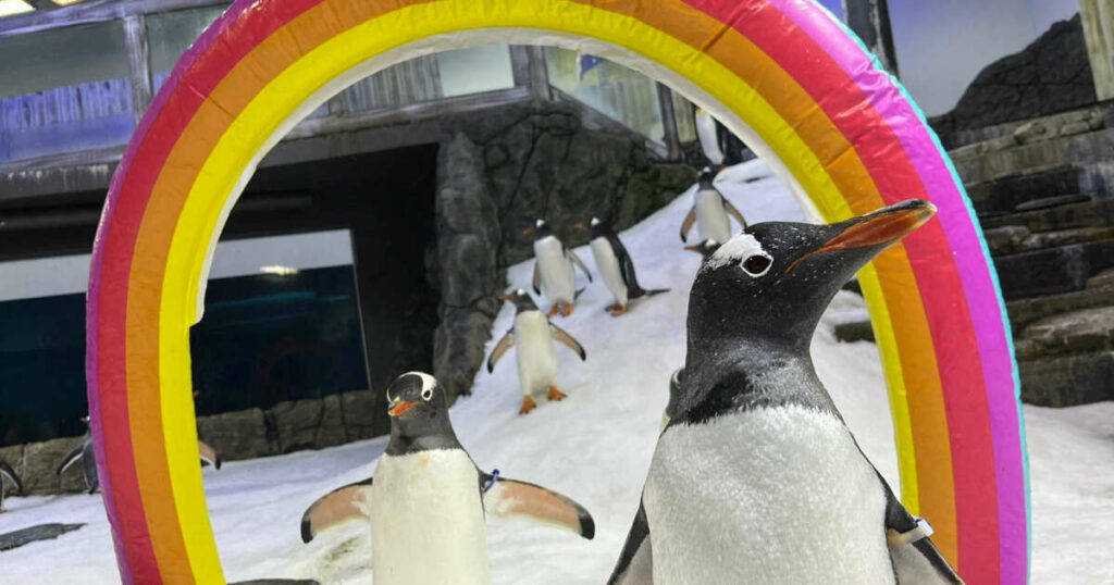 Magic, le manchot homosexuel du zoo de Sydney, pleure Sphen, sa moitié