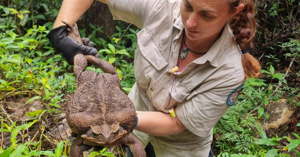 Comment des chercheurs ont dégoûté des crocodiles de manger du crapaud-buffle