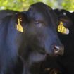 Avec des algues rouges au menu, les vaches rotent moitié moins de méthane