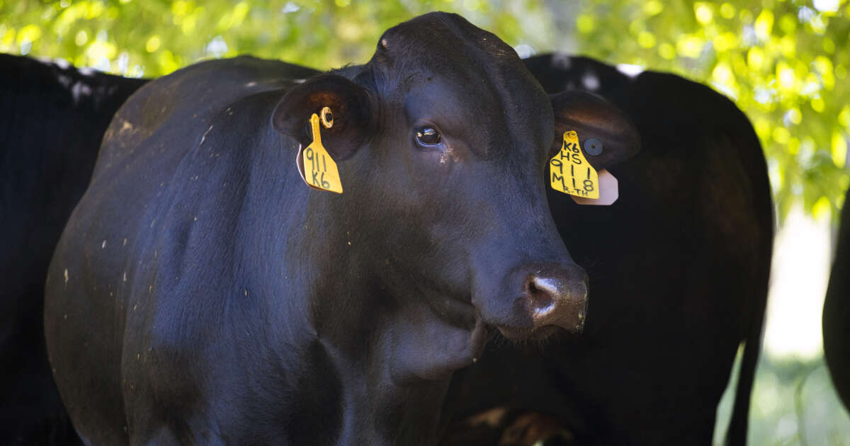 Avec des algues rouges au menu, les vaches rotent moitié moins de méthane